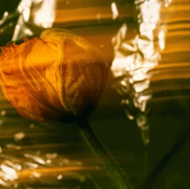 Mineral SPF30, with tint, for face, Glamluxe