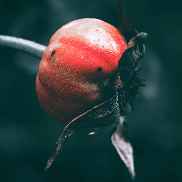 Natural Retinol Alternative Oil Serum -Moon's Elixir